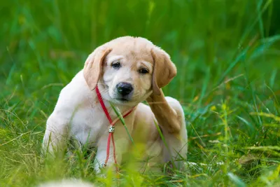 Пищевая аллергия у собак: признаки, как проявляется, лечение