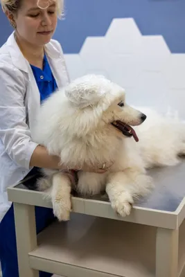 Дерматит у собаки: симптомы, фото, лечение