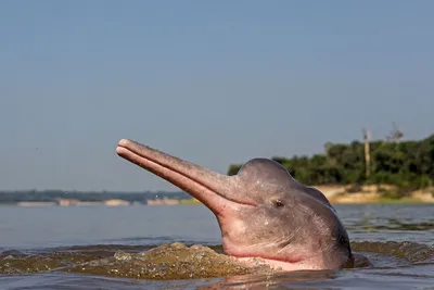Амазонский дельфин – речной дельфин в водах Амазонки и Ориноко. Амазонский  дельфин («Inia geoffrensis» - латинское, научное название), что также  называется амазонской инией, или боуто, относится к зубатым китам, а именно  к