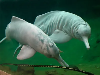 Фигурка «Амазонский дельфин», M COLLECTA – купить по цене 500 рублей с  бесплатной доставкой по России