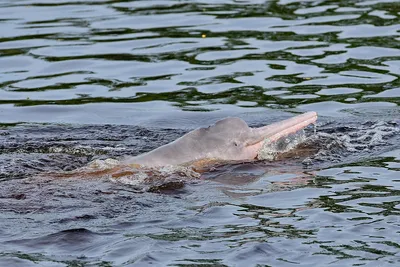 Амазонский дельфин полетал в самолёте в Колумбии — Новости мира сегодня  NTDНовости мира сегодня NTD