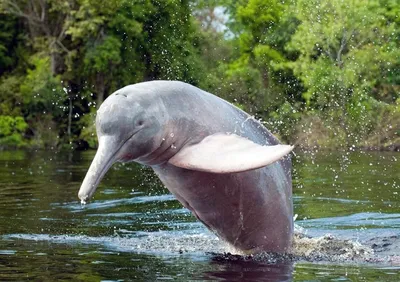Амазонские дельфины признаны вымирающим видом - Российская газета