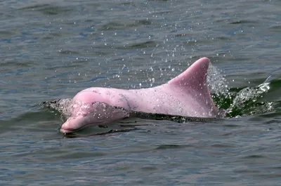 Амазонский дельфин, Inia geoffrensis, Amazon river dolphin… | Flickr