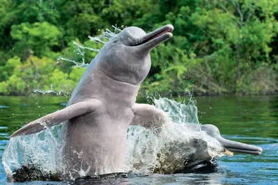 Амазонские дельфины попали в категорию вымирающих видов в Красной книге -  РИА Новости, 11.12.2019