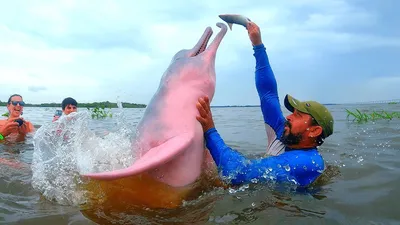 Амазонский дельфин, Inia geoffrensis, Amazon river dolphin… | Flickr
