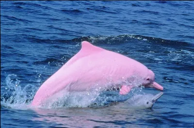 A Chinese white dolphin or Indo-Pacific humpback dolphin, nicknamed the  pink dolphin, swims in waters off the coast… | Pink dolphin, Dolphins,  Chinese white dolphin
