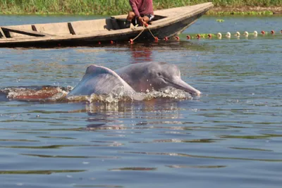 Розовый дельфин амазонский иний с …» — создано в Шедевруме