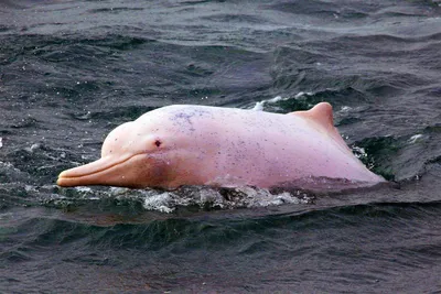Дельфин амазонский (Инии)