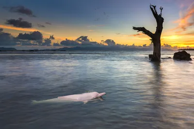Китайский дельфин (38 фото) - 38 фото