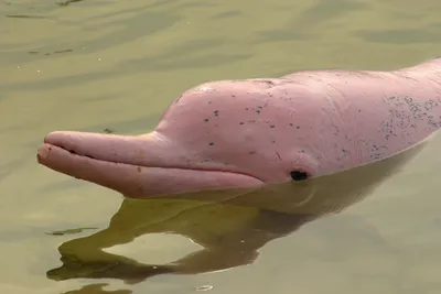 Китайский розовый дельфин - картинки и фото poknok.art