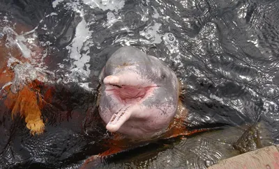 Дельфин Реки Амазонка — стоковые фотографии и другие картинки Розовый -  Розовый, Дельфин, Амазонский дельфин - iStock