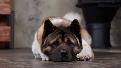 Американская акита собака: фото, характер, описание породы