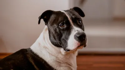 Собаки и люди: порода Американская акита - YouTube
