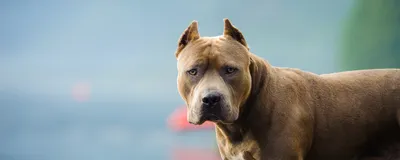 Американская большая собака - 65 фото