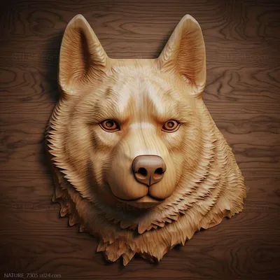 Американская собака-акита - американский штамм Стоковое Фото - изображение  насчитывающей сказание, красивейшее: 156844196
