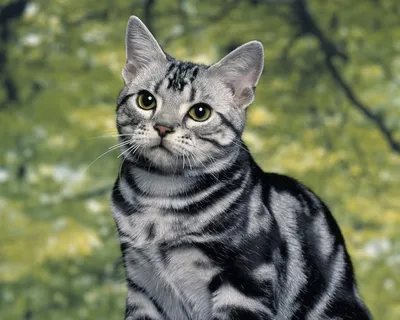 Американский короткошерстный кот фото фотографии