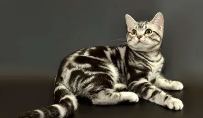 Несколько фактов про американскую короткошерстную кошку. | Домик для кота |  Дзен