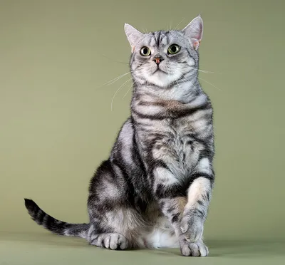 Маркиз. Американский короткошерстный кот — Фото №1400604
