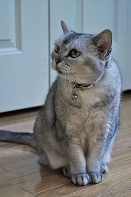 Американская короткошёрстная кошка — Википедия