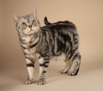 Маркиз. Американский короткошерстный кот. Фотограф Etkind Elizabeth