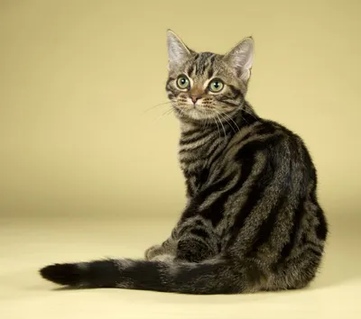 Американский короткошерстный кот - картинки и фото koshka.top