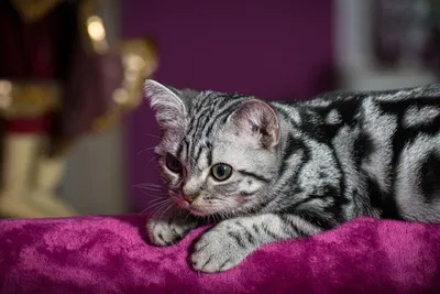 Американская Короткошерстная, Породы кошек, описание, уход - YouTube