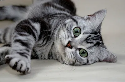 Экзотическая короткошёрстная кошка | Кошка и кошки вики | Fandom