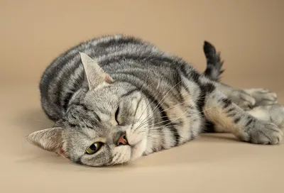 Симпатичный американский короткошерстный кот | Премиум векторы