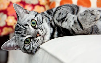Маркиз. Американский короткошерстный кот. Photographer Etkind Elizabeth