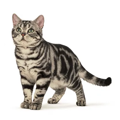 Американская короткошерстная кошка: описание породы с фото — Pet-Mir.ru