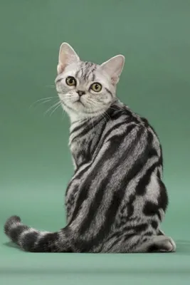 американский короткошерстный кот, семья, Милый, домашнее животное фон  картинки и Фото для бесплатной загрузки
