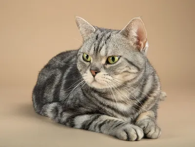 Американская короткошерстная кошка. Описание породы, характер, фото, котята.