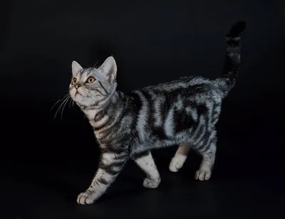полосатый кот смотрит вперед в лесу, Американский короткошерстный  коричневый полосатый кот смотрит в камеру с испуганным лицом, Hd фотография  фото, кошка фон картинки и Фото для бесплатной загрузки