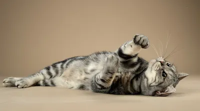 Маркиз. Американский короткошерстный кот. Photographer Etkind Elizabeth
