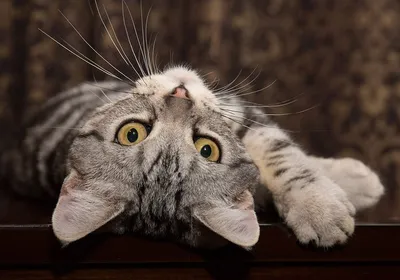Маркиз. Американский короткошерстный кот - American shorthair cat.  Photographer Etkind Elizabeth