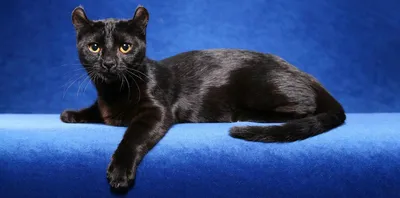 Американская короткошерстная кошка: цена, фото, описание породы, характер,  содержание и уход - Mimer.ru