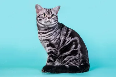 Симпатичный Американский Короткошерстный Котенок Кот Спал — стоковые  фотографии и другие картинки Американская короткошёрстная кошка - iStock