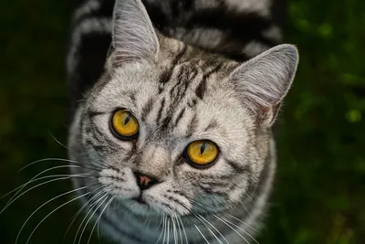 Экзот (экзотическая короткошерстная кошка): фото, характер, все о породе  экзотических котов | Блог зоомагазина Zootovary.com