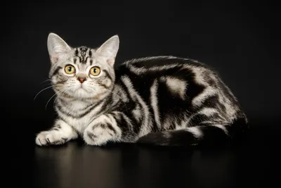 Маркиз. Американский короткошерстный кот (American shorthair cat)..  Photographer Etkind Elizabeth