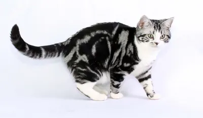 Американский короткошерстный кот рыжий - картинки и фото koshka.top