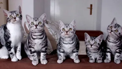 Американская короткошёрстная кошка: фото, характер, все о породе американский  короткошерстных котов | Блог зоомагазина Zootovary.com