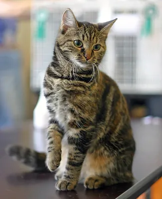 Экзотическая короткошерстная кошка (экзот): фото, характер, описание породы
