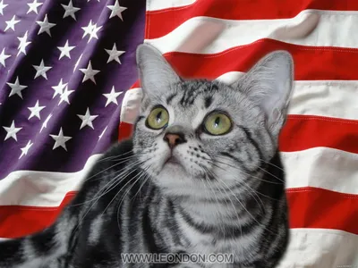 Американская короткошерстная кошка: 29 фото, цена, описание