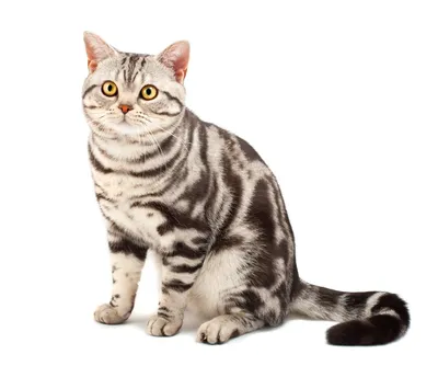 Американская короткошерстная - описание породы кошек: характер, особенности  поведения, размер, отзывы и фото - Питомцы Mail.ru