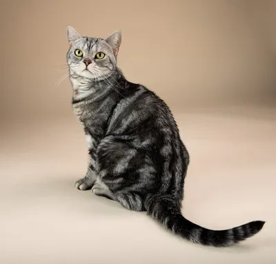 Маркиз. Американский короткошерстный кот. Фотограф Etkind Elizabeth