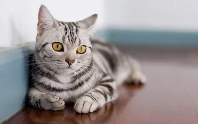 Американская короткошерстная кошка: всё о породе | Bookipet | Дзен