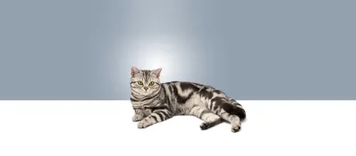 Американская короткошерстная кошка: фото, описание породы, окрасы | WHISKAS®