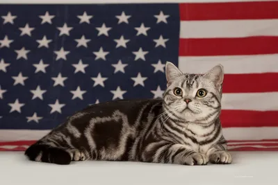 Американская короткошерстная кошка: цена, фото, описание породы, характер,  содержание и уход - Mimer.ru