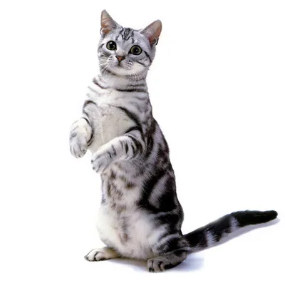 Маркиз. Американский короткошерстный кот - American shorthair cat.  Photographer Etkind Elizabeth