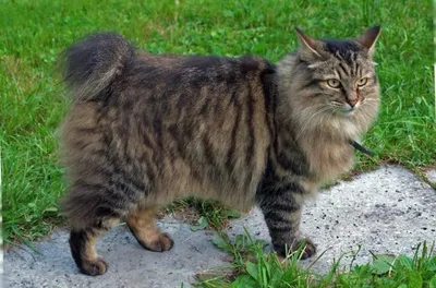 Американский кот коротких волос, красит серый цвет Стоковое Изображение -  изображение насчитывающей млекопитающее, котенок: 55055741
